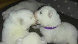 Chiots de race Samoyède à vendre (2 femelles & 5 mâles)
