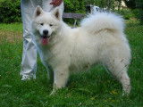 Chiots de race Samoyède à vendre (2 femelles & 5 mâles)