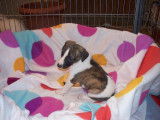 Chiots de race Whippet &agrave; vendre (3 femelles & 3 m&acirc;les)