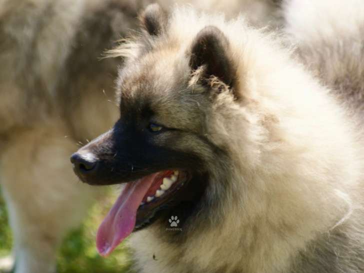 Superbes Spitz Loup LOF