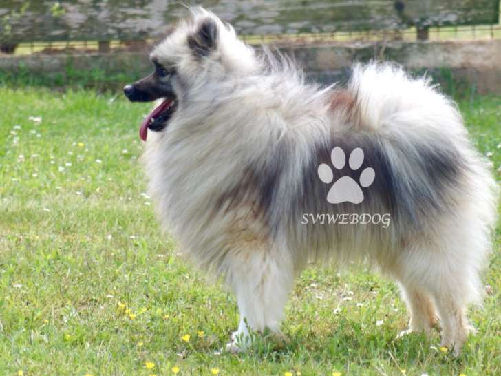 Superbe jeune Spitz Loup LOF