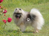 Superbes chiots Spitz Loup Keeshond  LOF