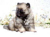 Superbes chiots Spitz Loup Keeshond  LOF