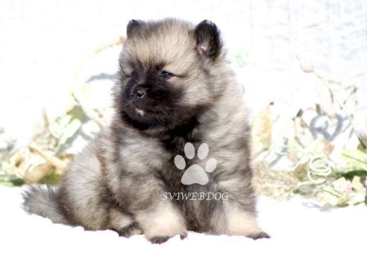 Superbes chiots Spitz Loup Keeshond  LOF
