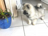 Superbes chiots Spitz Loup Keeshond  LOF