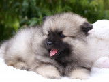 Superbes chiots Spitz Loup Keeshond  LOF