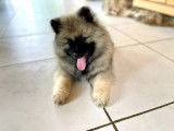 Superbes chiots Spitz Loup Keeshond  LOF