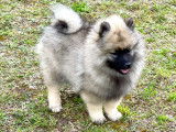 Superbes chiots Spitz Loup Keeshond  LOF