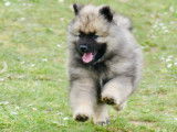Superbes chiots Spitz Loup Keeshond  LOF
