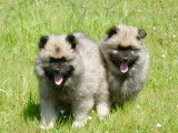 Superbes chiots Spitz Loup Keeshond  LOF