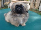 Magnifique chiot de type p&eacute;kinois &agrave; donner