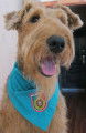 De race Airedale Terrier disponible pour saillie