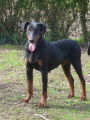 Dobermann LOF