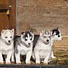 Magnifique chiots d'apparence husky siberien