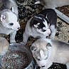 Magnifique chiots d'apparence husky siberien