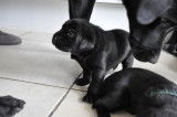 6 chiots Labrador Retriever noirs