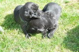 6 chiots Labrador Retriever noirs