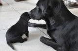 6 chiots Labrador Retriever noirs