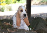 Chiots Basset Hound LOF à vendre