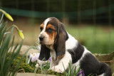 Chiots Basset Hound LOF à vendre