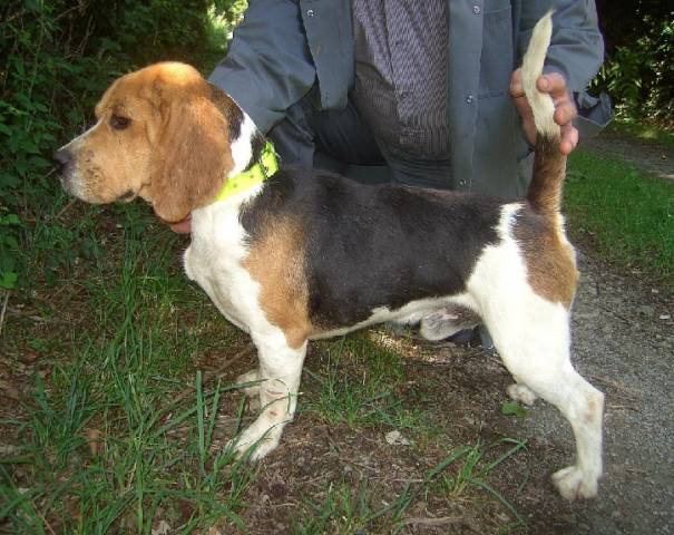 Propose saillie avec mâle beagle LOF breveté