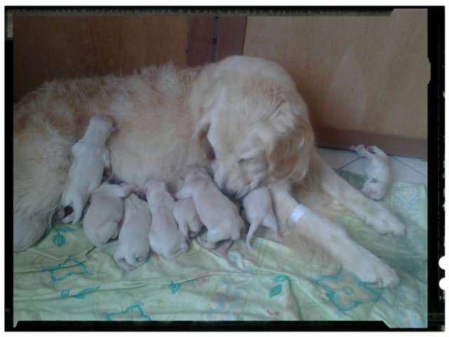 Good Luck Girl of Misty dreams "gessy" avec ses 9 chiots