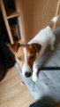 Chien adulte de type Jack Russell Mâle à vendre