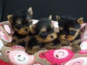 Chiots Yorkshire Petits Et Toys Petite Annonce Chien