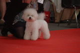 le bichon en expo