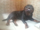 Etalon Rottweiller disponible pour saillie