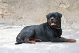 Etalon Rottweiller disponible pour saillie