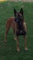 Nichée de Berger Malinois