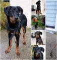 Chiot Beauceron LOF, femelle, 4 mois