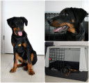 Chiot Beauceron LOF, femelle, 4 mois