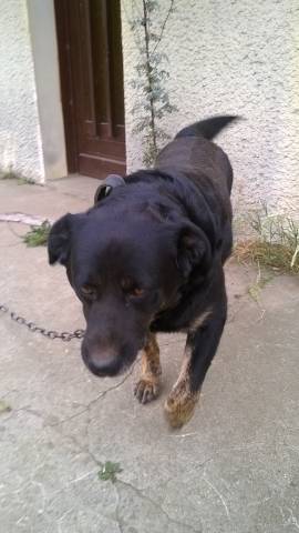 Urgent donne Rottweiler cause déménagement