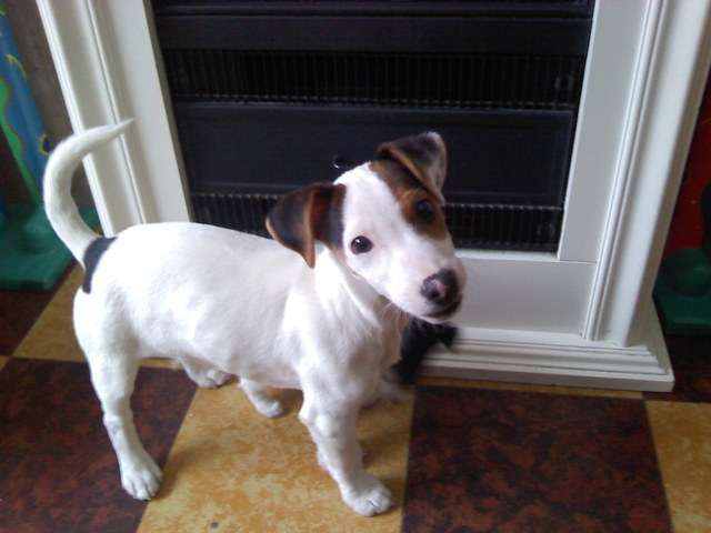 A donner chiot Jack Russell