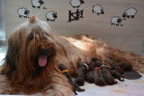 Chiots Briard