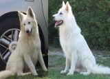 Chiot LOF berger blanc suisse