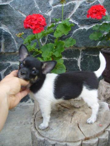 Chiot femelle d'apparence Chihuahua non lof