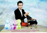 Quoté 4 points CCCE, petite fils de HestheOne Elite A . Champion jeunes Belgique, Luxembourg, Allemagne, VDH. Champion Danemark , Allemagne , .... Crufts qualification 2014 & 2015