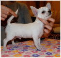 Chihuahuas Etalons sélectionnés pédigrés pour saillie