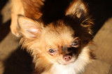 Chihuahuas Etalons sélectionnés pédigrés pour saillie