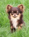 Chihuahuas Etalons sélectionnés pédigrés pour saillie