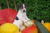 Vends chiots Jack Russell