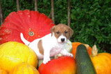 Vends chiots Jack Russell