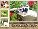 Vends chiots Jack Russell