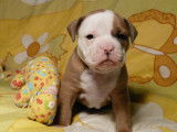 Chiots Old English Bulldog