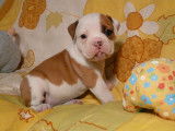 Chiots Old English Bulldog