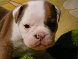 Chiots Old English Bulldog