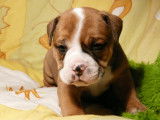 Chiots Old English Bulldog